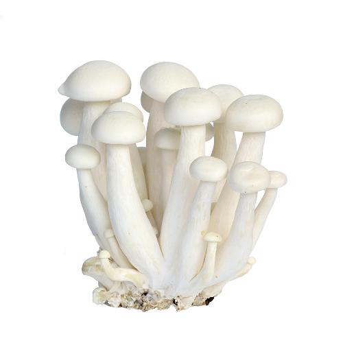 Gomba shimeji 150 g