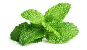 Menta friss /kg